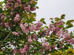 -紫颐香薰山谷景区