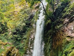 -莫里热带雨林景区