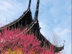 -红梅公园