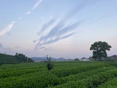 -龙坞茶村