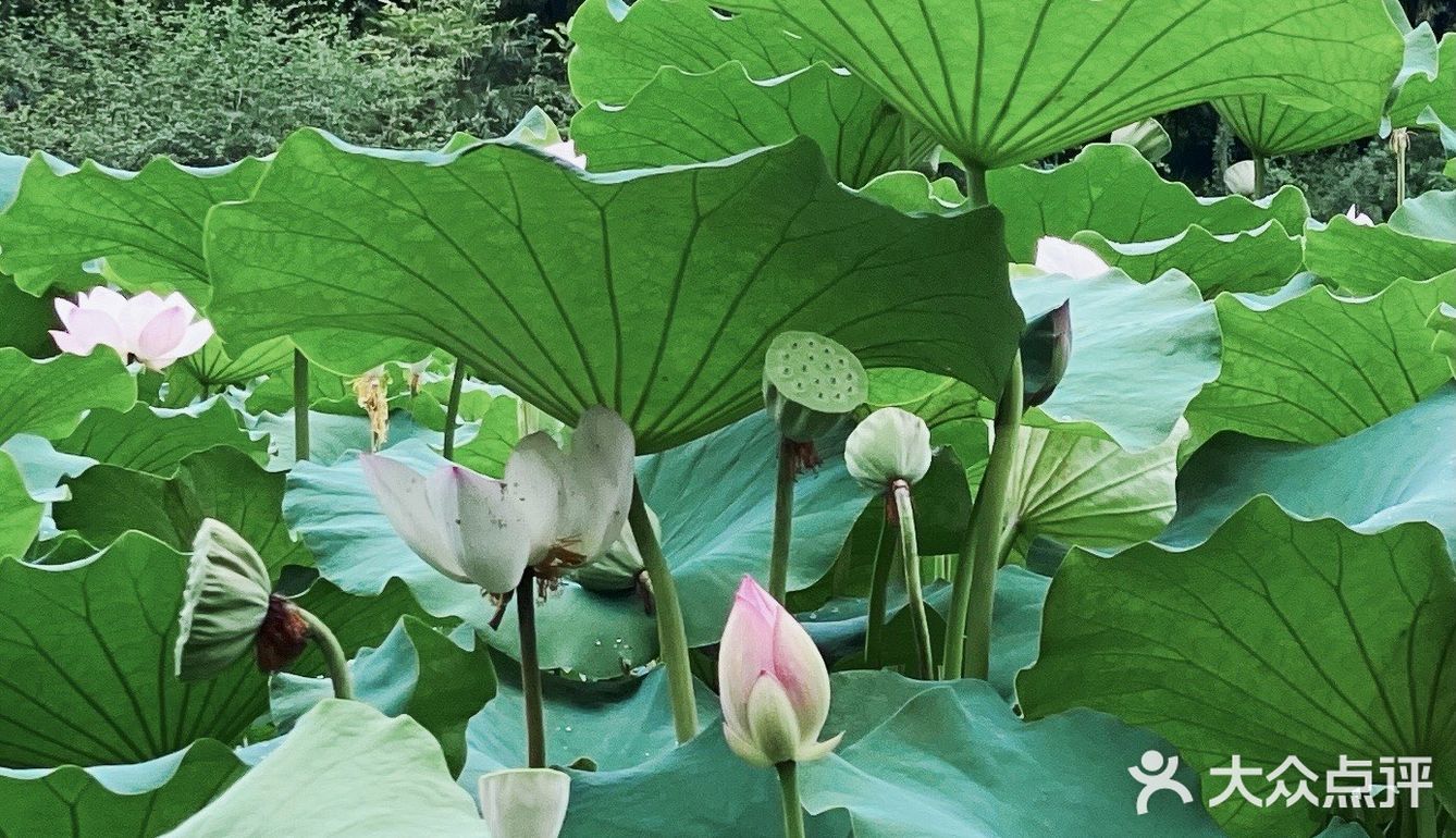 重庆拍照97龙头寺公园荷花池,抓住夏日晚荷的尾巴