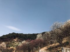 -新建村梅花