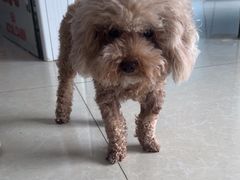 -瑞派福兴宠物医院犬猫全科·骨科·中西医结合(河东店)