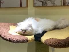 -猫和宫(六道口店)