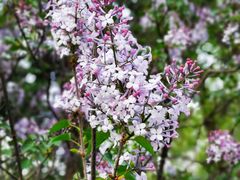 -海棠花溪(元大都城垣遗址公园)