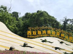 -西双版纳原始森林公园