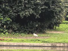 -广州长隆飞鸟乐园