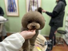 -鑫艺宠物美容培训学校