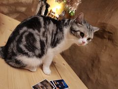 -猫猫幼稚园·撸猫·桌游·电玩