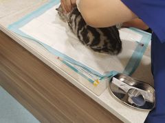 -萌兽医馆·犬猫专科·眼科中心·宠物医院(朝阳门分院)