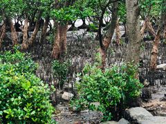 -宝安西湾红树林湿地公园