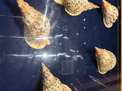 -青岛贝壳博物馆