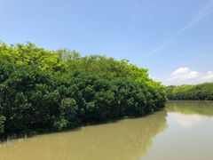 -大湾区中央湿地公园