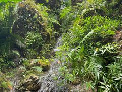 -深圳仙湖植物园