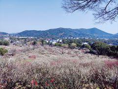 -香雪海