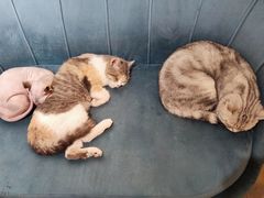 -平行世界·猫咖(首经贸店)
