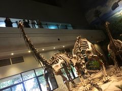 -自贡恐龙博物馆