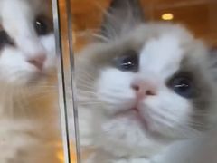 -猫十亿·布偶金渐层·曼基康矮脚猫舍(青年路店)