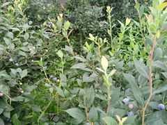 -金谷域澳洲庄园