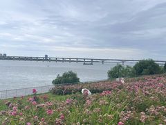 -九龙湖公园