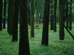 -上海共青森林公园