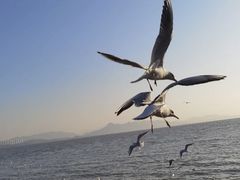 -深圳湾公园(南山区)