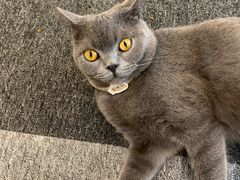 -米宠家·撸猫猫咖小萌宠·猫咪洗澡·猫咪寄养(高新大都荟店)