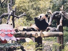 -广州长隆野生动物世界