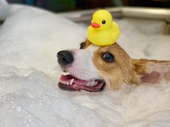 -PETKIT小佩宠物(古北店)