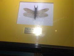 -上海昆虫博物馆