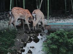 -鹿院坪生态旅游景区