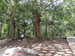 -中国科学院西双版纳热带植物园