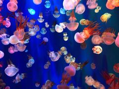 -成都浩海立方海洋公园