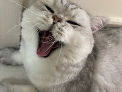 -关爱宠物医院·猫科中心·消化科(滨湖万达分院)