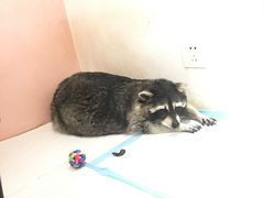 -浣熊柯尔鸭土拨鼠·电玩咖