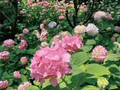 -上海滨江森林公园