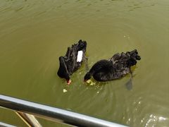 -静之湖度假区