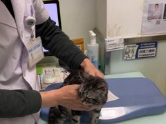 -宠福鑫康馨动物医院·骨科·眼科