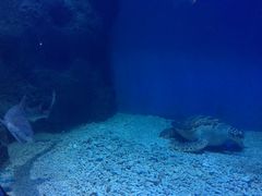 -上海长江河口科技馆
