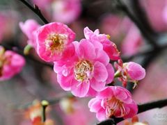 -温州永嘉书院