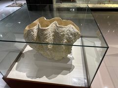 -青岛贝壳博物馆