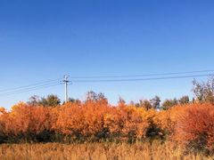-金塔沙漠胡杨林景区