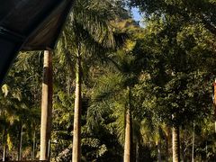 -西双版纳原始森林公园