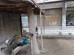 -罔极寺