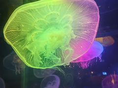 -太平洋海底世界