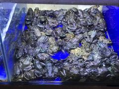 -石锅苗苗鱼(武汉首店)