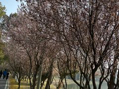 -合肥滨湖国家森林公园