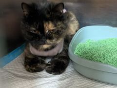 -宠福鑫动物医院(城北分院)