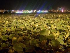 -莲湖公园