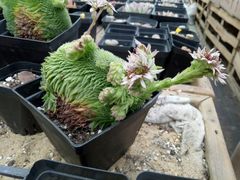 -龙大花卉苗木市场